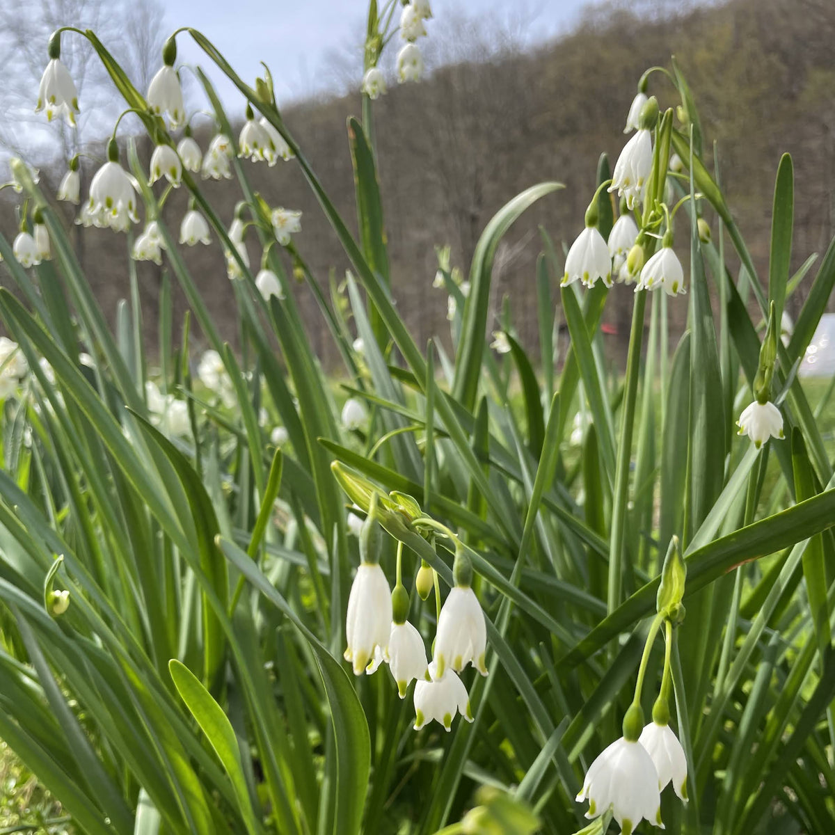 Close-up of Summer Snowflake &