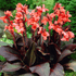 Bright orange Angelique Canna flower with lush green leaves, showcasing its vibrant petals and tropical plant features.