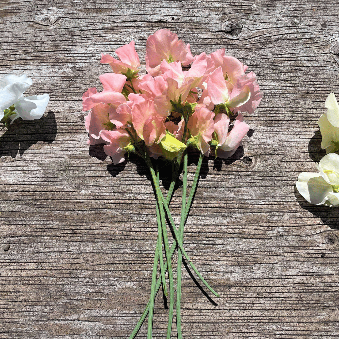 Vibrant Castlewellan Sweet Pea flowers with delicate petals and lush green foliage, showcasing their colorful blooms.