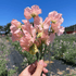 Pink Castlewellan Sweet Pea flowers with delicate petals and green foliage, showcasing their vibrant and fragrant bloom.