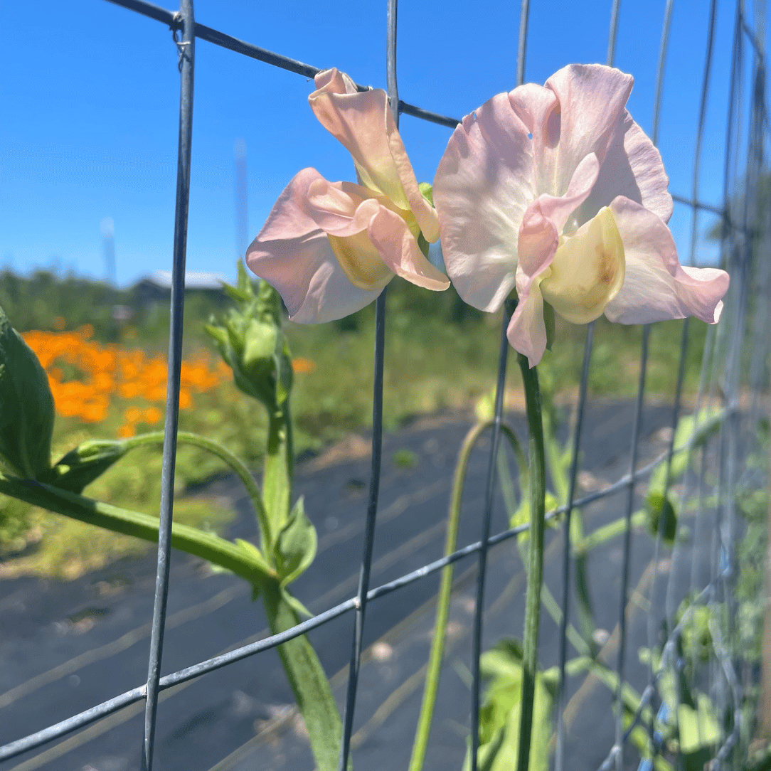Vivid Castlewellan Sweet Pea flowers in full bloom with delicate purple and pink petals, showcasing their lush, fragrant blossoms.