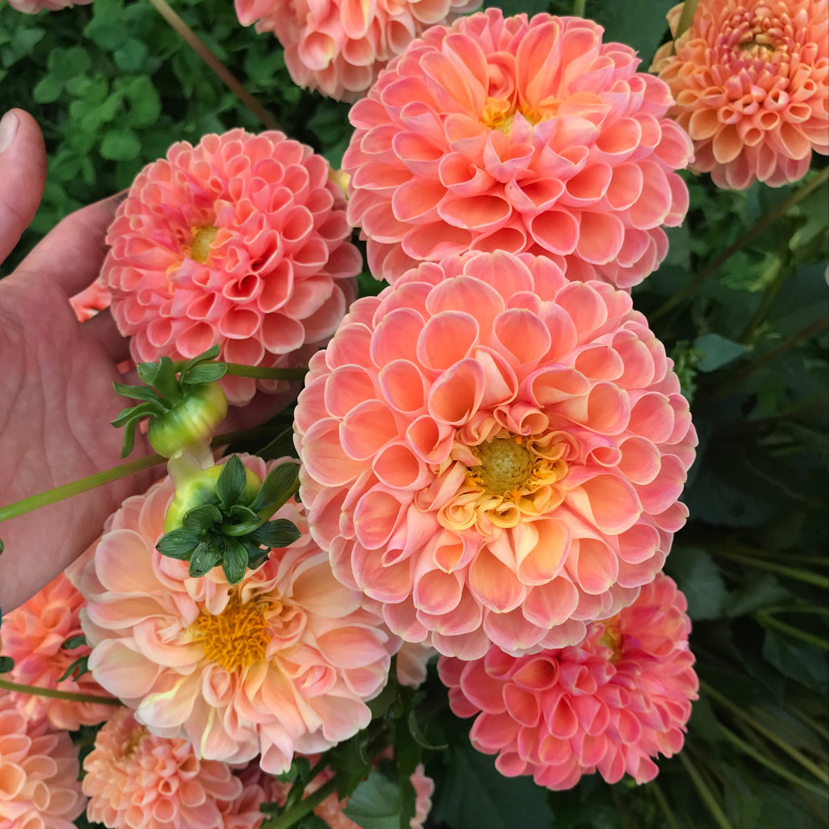 Hudson Valley Seed Co. Crichton Honey Dahlia flower tuber with vibrant yellow blooms and lush green foliage.