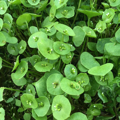 Fresh Claytonia greens from Hudson Valley Seed Co. Winter Greens Mix, vibrant leafy vegetables for salads and cooking.