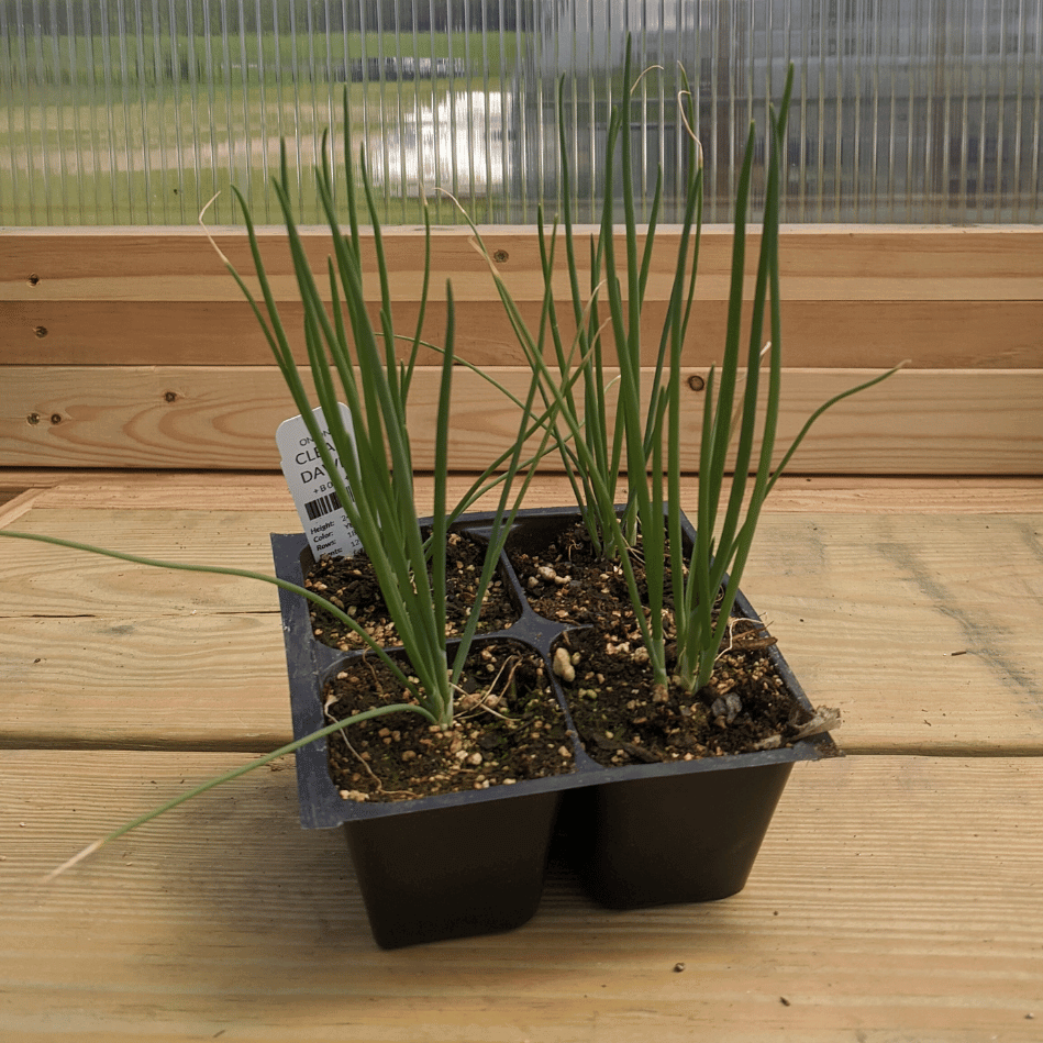 Healthy Clear Dawn onion seedling from Hudson Valley Seed Co. ready for planting in vegetable garden.