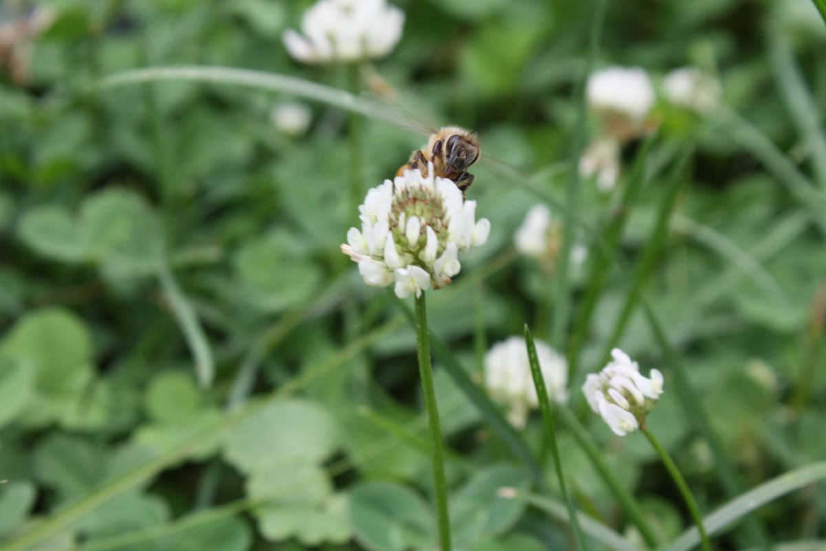 White clover cover crop seed from Hudson Valley Seed Co., showing lush white clover plants in a natural outdoor setting.