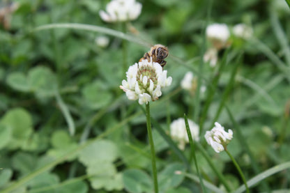 White clover cover crop seed from Hudson Valley Seed Co., showing lush white clover plants in a natural outdoor setting.