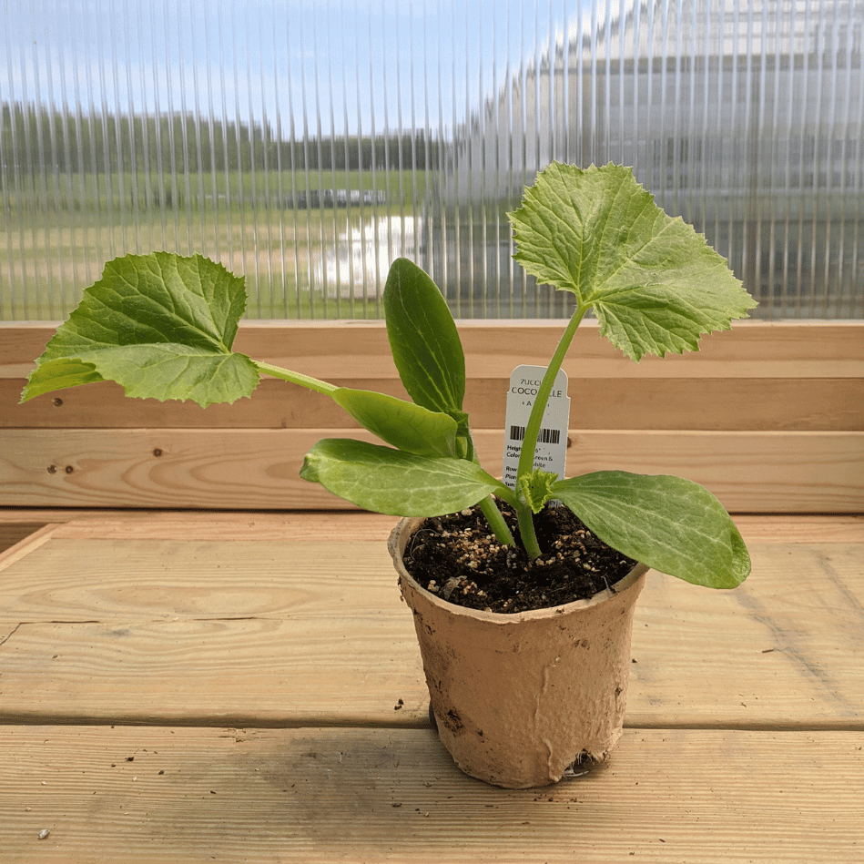 Healthy Cocozelle zucchini seedling from Hudson Valley Seed Co. ready for planting in a garden.