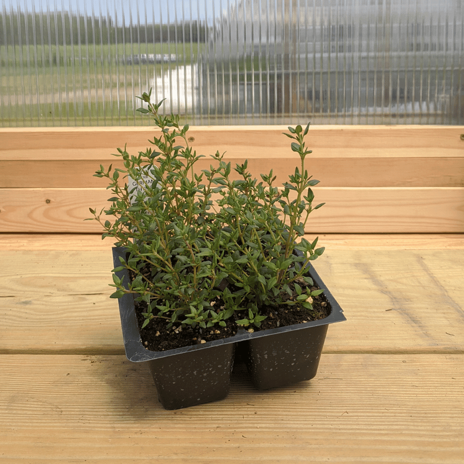 Creeping thyme seedling from Hudson Valley Seed Co., young herb plant with small green leaves perfect for garden ground cover.