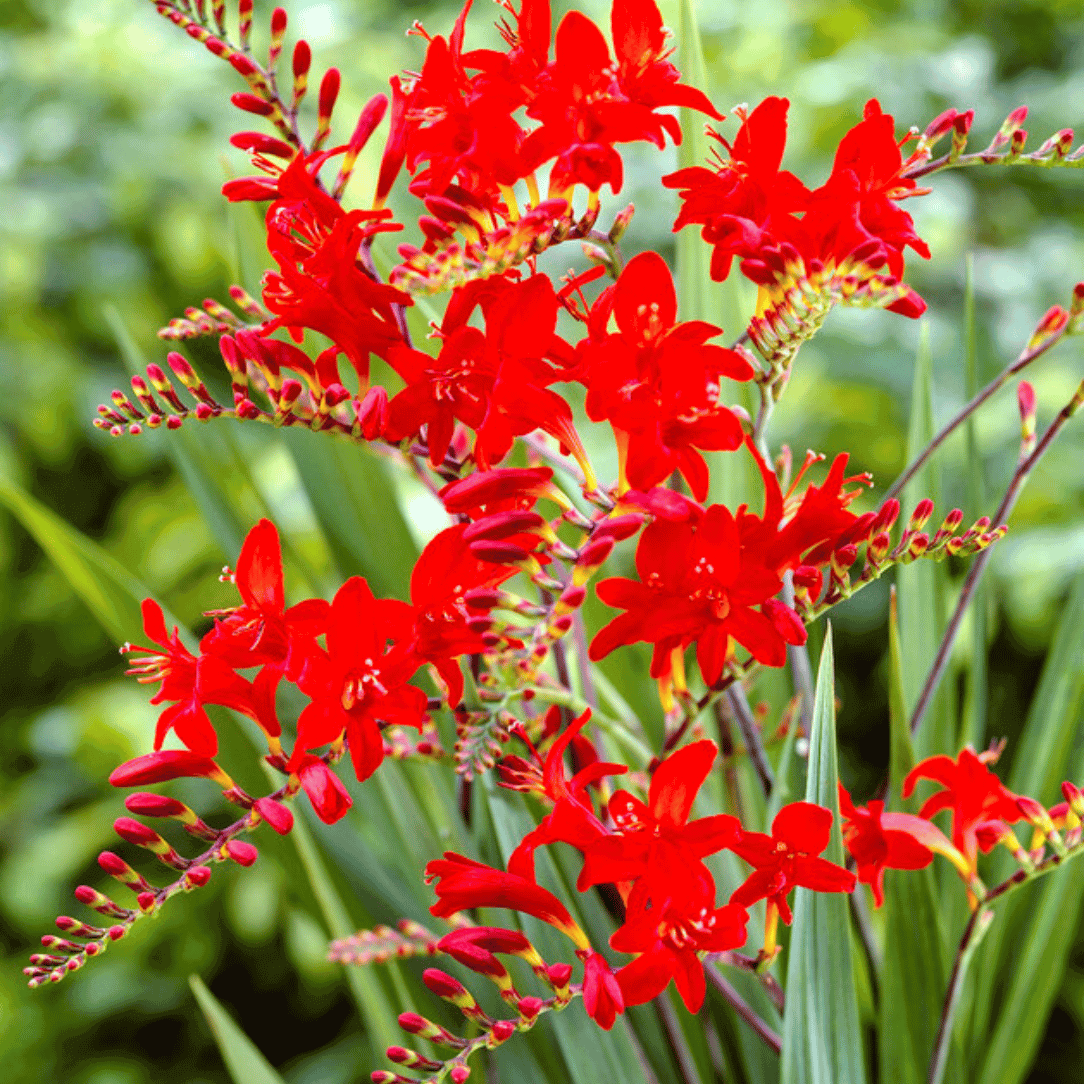 Bright orange Crocosmia Lucifer flowers with tall, arching stems and green foliage, showcasing vibrant blooms in a natural setting.