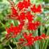 Bright orange Crocosmia Lucifer flowers with tall, arching stems and green foliage, showcasing vibrant blooms in a natural setting.