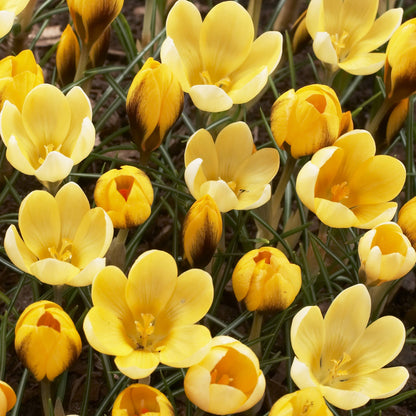 Bright yellow Crocus chrysanthus &