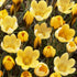 Bright yellow Crocus chrysanthus &