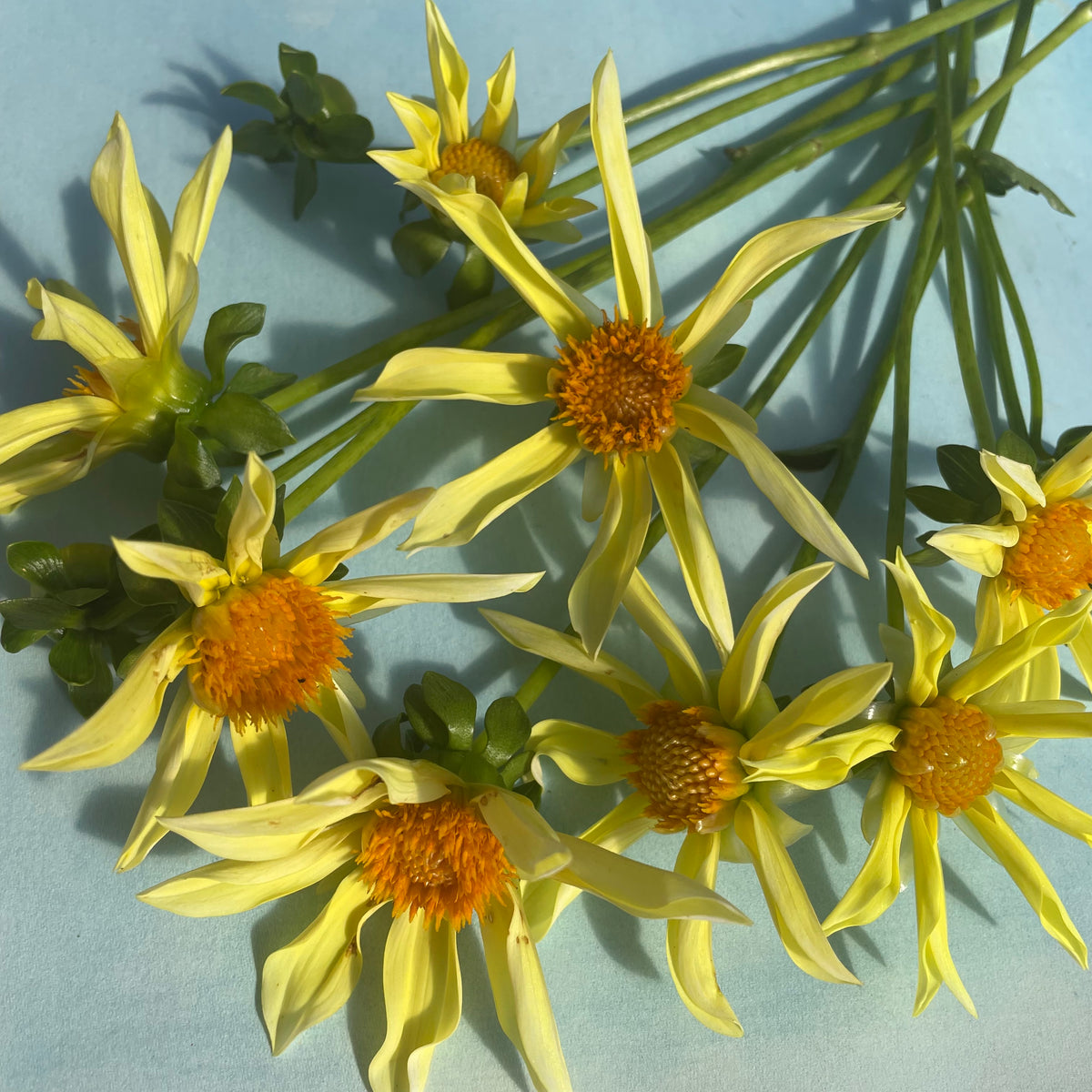 Honka Dahlia tuber from Hudson Valley Seed Co. with vibrant, colorful flowers and lush green foliage, ready for planting and growth.