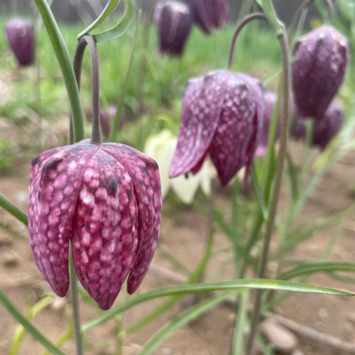 Colorful Fritillaria meleagris flowers from Hudson Valley Seed Co., showcasing their distinctive bell-shaped blooms and delicate checkered pattern.