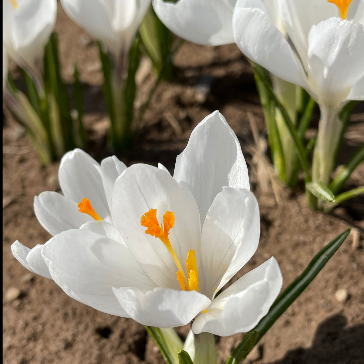 Bright purple Dutch Large Flowering Crocus &
