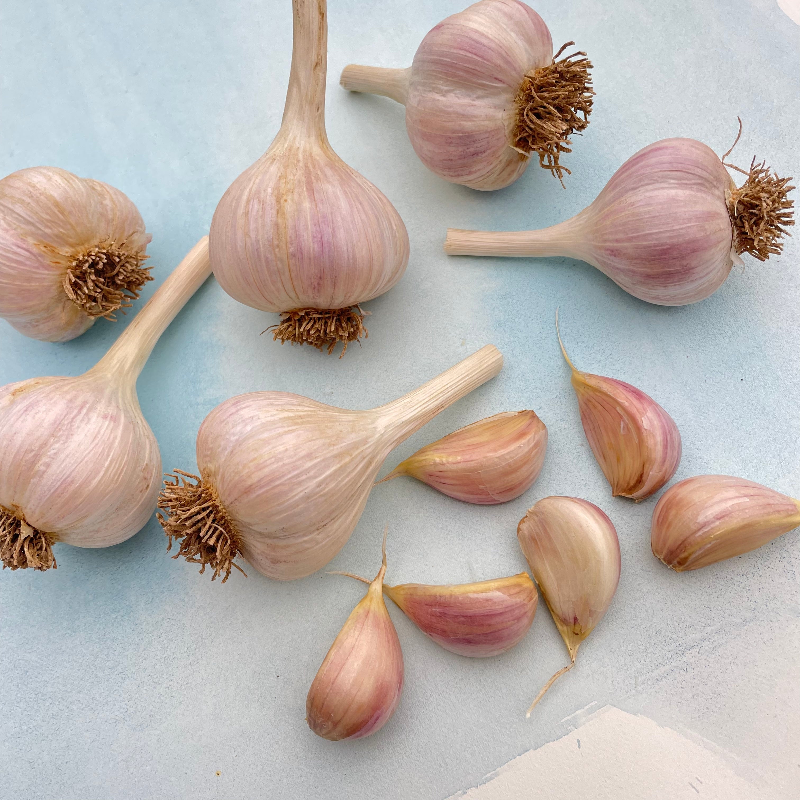 German Extra Hardy Hardneck garlic bulb from Hudson Valley Seed Co., showcasing large, fresh garlic cloves on a clean background.