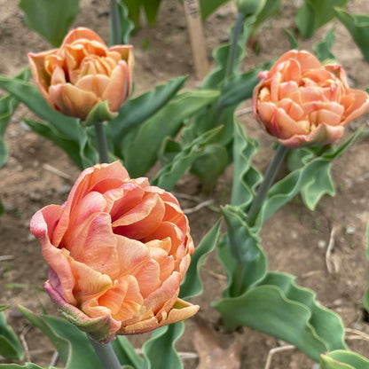 Vibrant tulip &