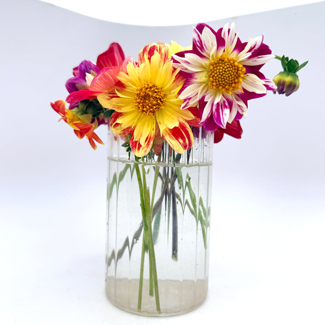 Bright orange Dandy Collarette Dahlia flower from Hudson Valley Seed Co. with large, layered petals in full bloom.