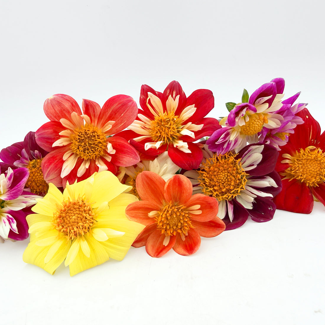 Bright Dandy Collarette Dahlia flower from Hudson Valley Seed Co. showcasing vibrant petals and lush green foliage.