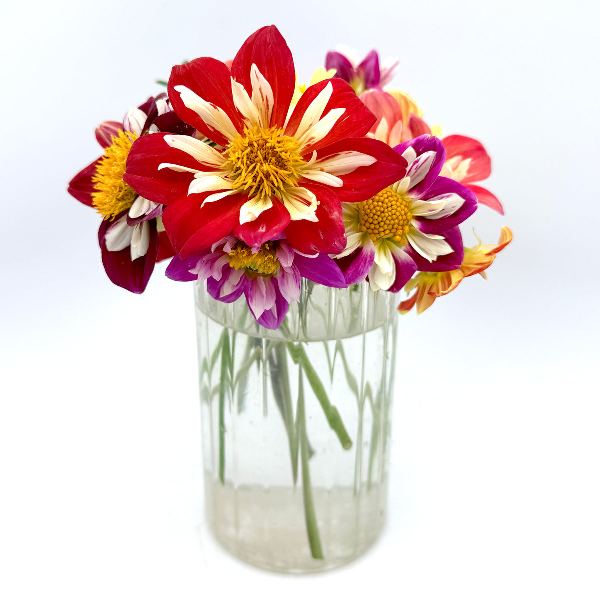Close-up of vibrant Dandy Collarette Dahlia flowers, grown from Hudson Valley Seed Co. seeds, showcasing bright petals and lush foliage.