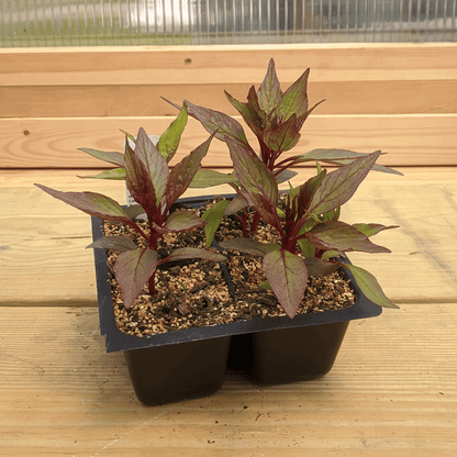 Young Dracula Celosia flower seedlings from Hudson Valley Seed Co., showcasing vibrant red and green foliage.