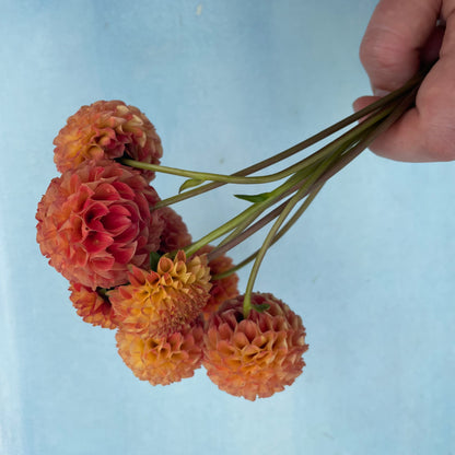 Bright ginger Willo dahlia tuber from Hudson Valley Seed Co. with vibrant orange and yellow petals, ready for planting.
