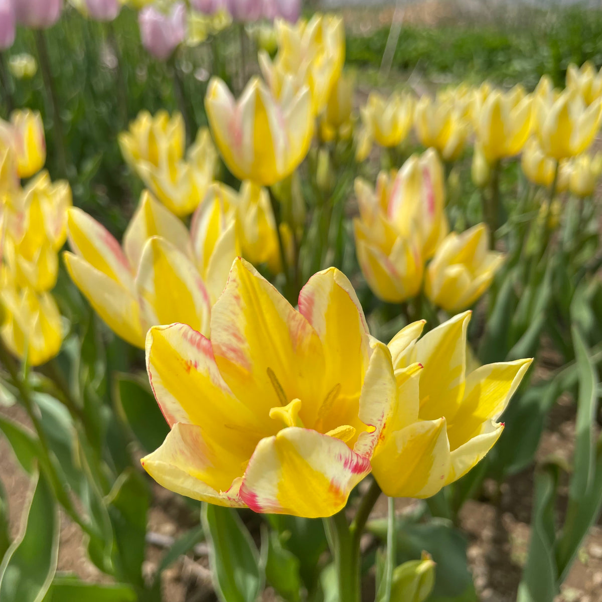 Bright tulip flower &