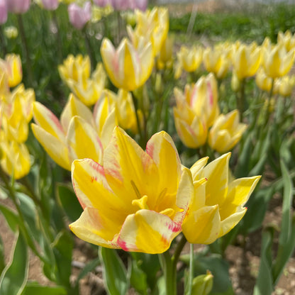 Bright tulip flower &