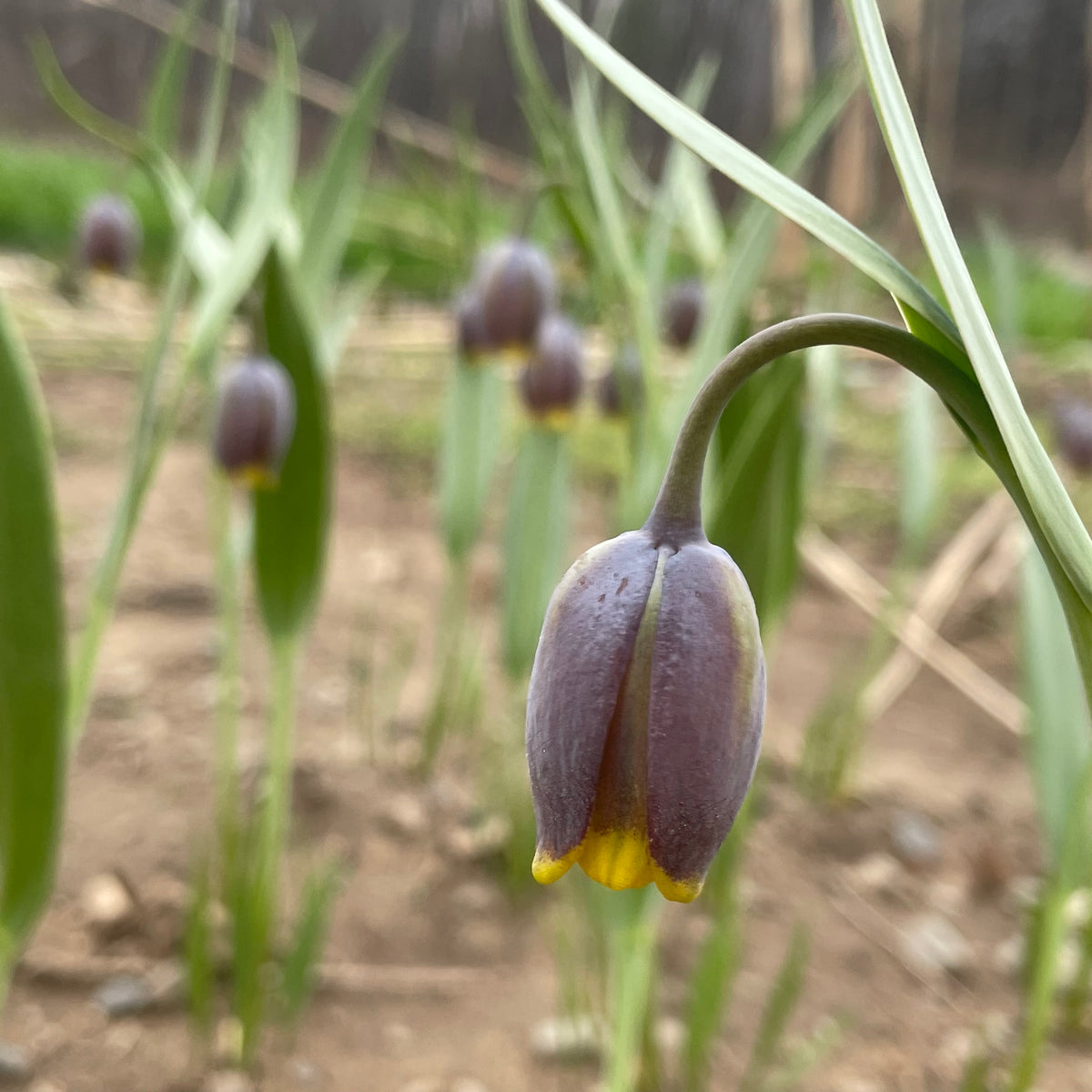 Close-up of Fritillaria uva-vulpis flowers, showing bell-shaped purple and green petals, from Hudson Valley Seed Co.