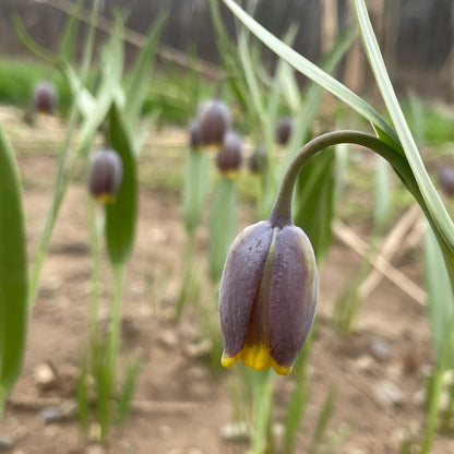 Close-up of Fritillaria uva-vulpis flowers, showing bell-shaped purple and green petals, from Hudson Valley Seed Co.