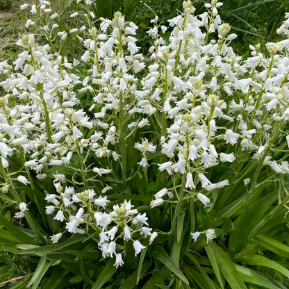 White City hyacinthoides hispanica flowers from Hudson Valley Seed Co. showcasing clusters of white bell-shaped blooms.