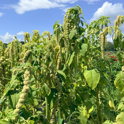 Bright green emerald tassels amaranth flower by Hudson Valley Seed Co., showcasing vibrant, feathery flower clusters.
