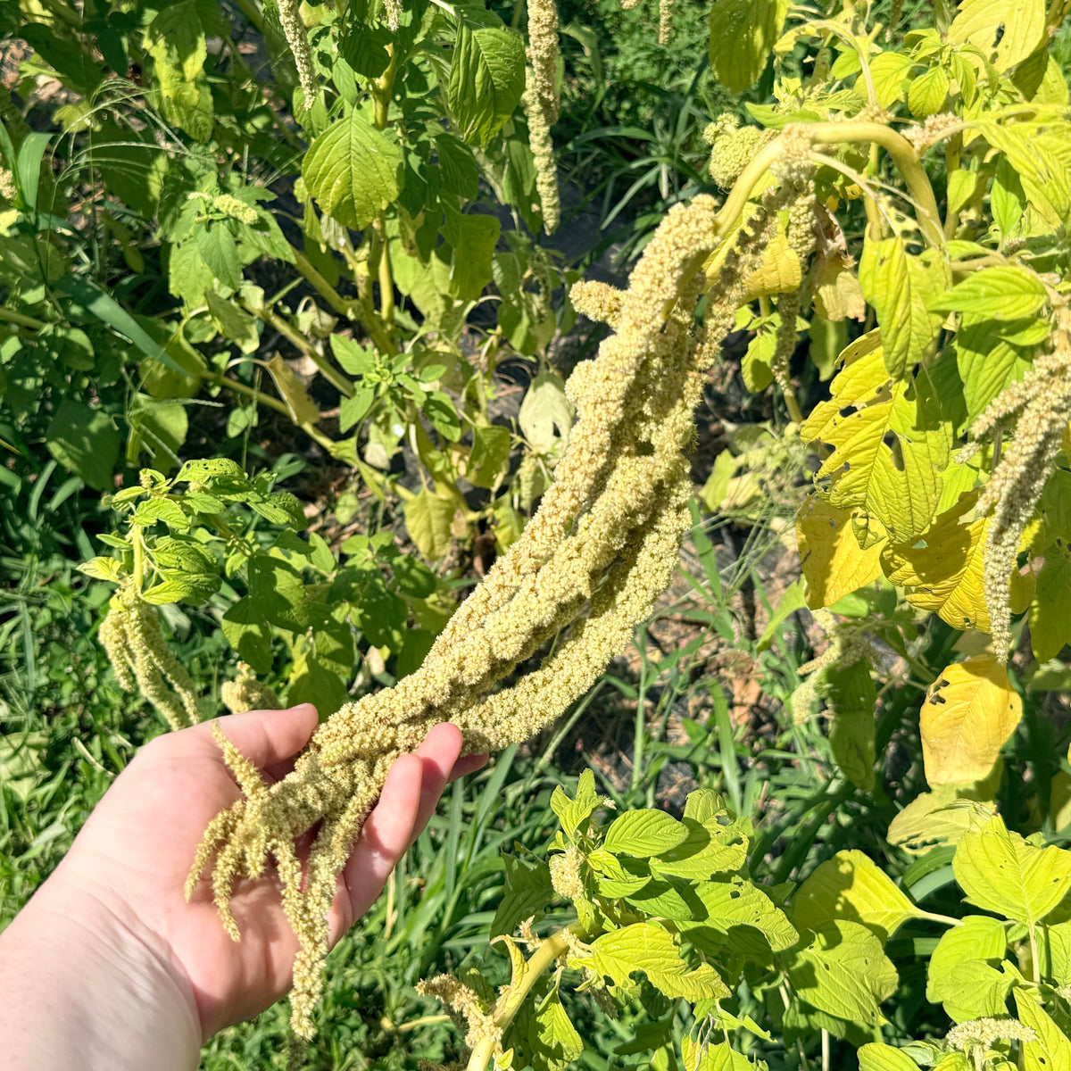 Emerald tassels amaranth flowers from Hudson Valley Seed Co. with vibrant green, tassel-shaped blooms and leafy stems.