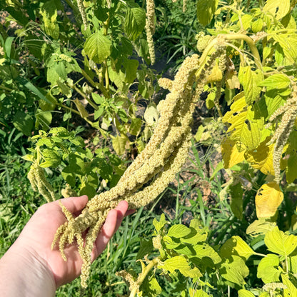 Emerald tassels amaranth flowers from Hudson Valley Seed Co. with vibrant green, tassel-shaped blooms and leafy stems.