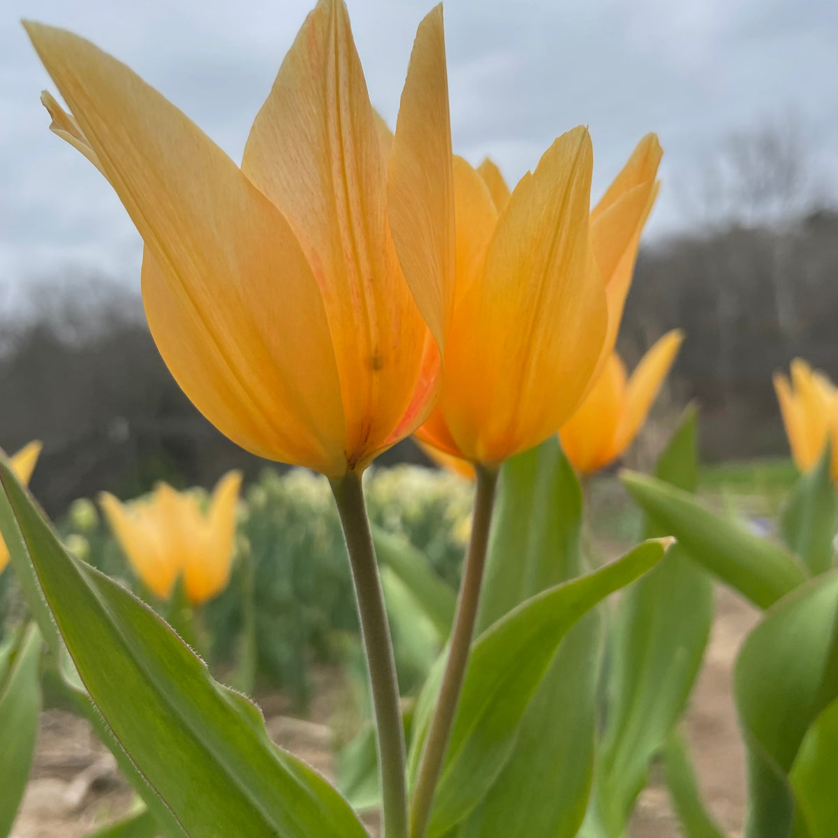 Bright yellow Species Tulip praestans &