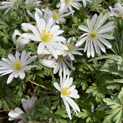 White Anemone blanda flower from Hudson Valley Seed Co., showcasing delicate white petals and vibrant yellow center.