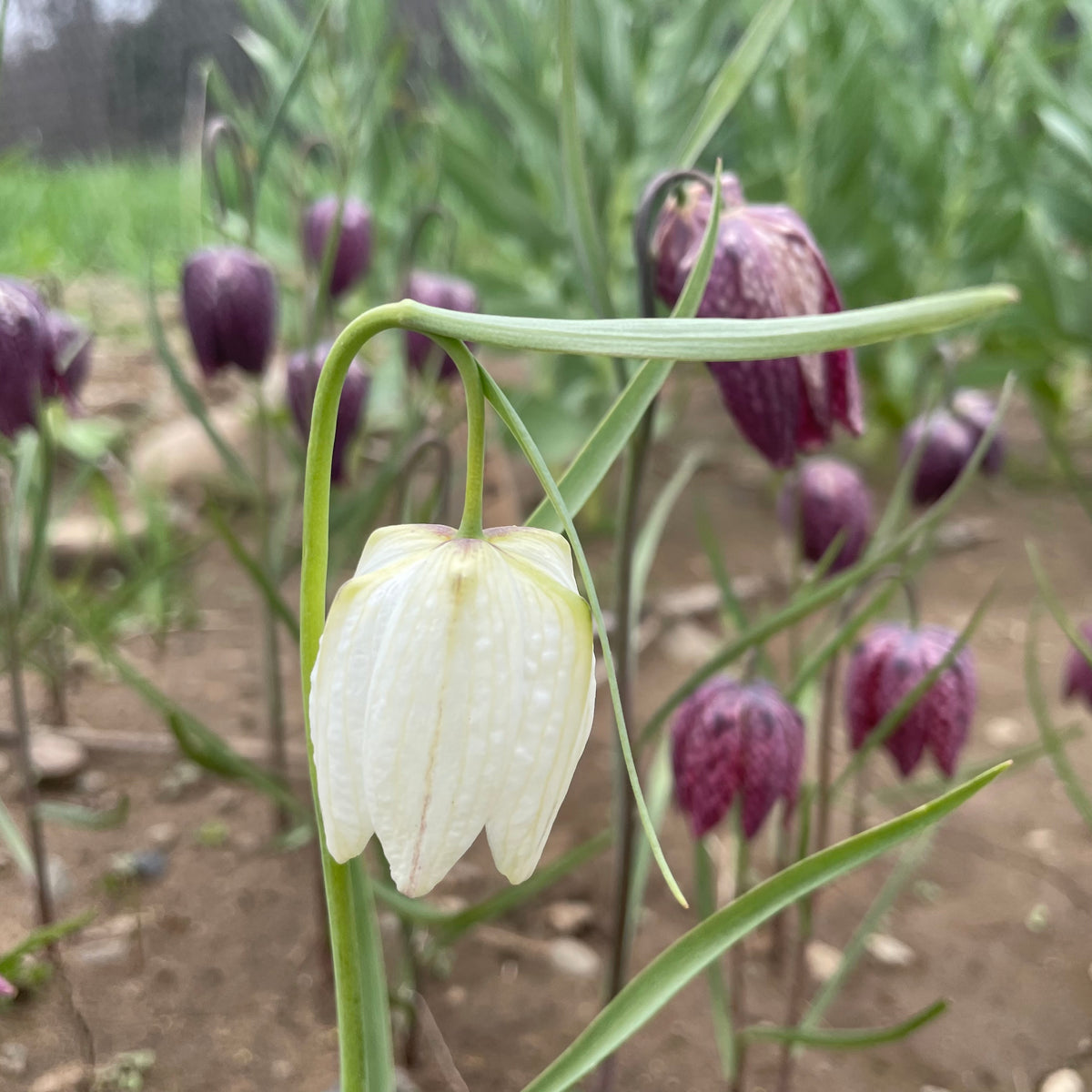 Fritillaria meleagris flowers in the Hudson Valley Seed Co. mixture, showing delicate bell-shaped purple and white blossoms.