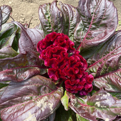 Dracula Celosia