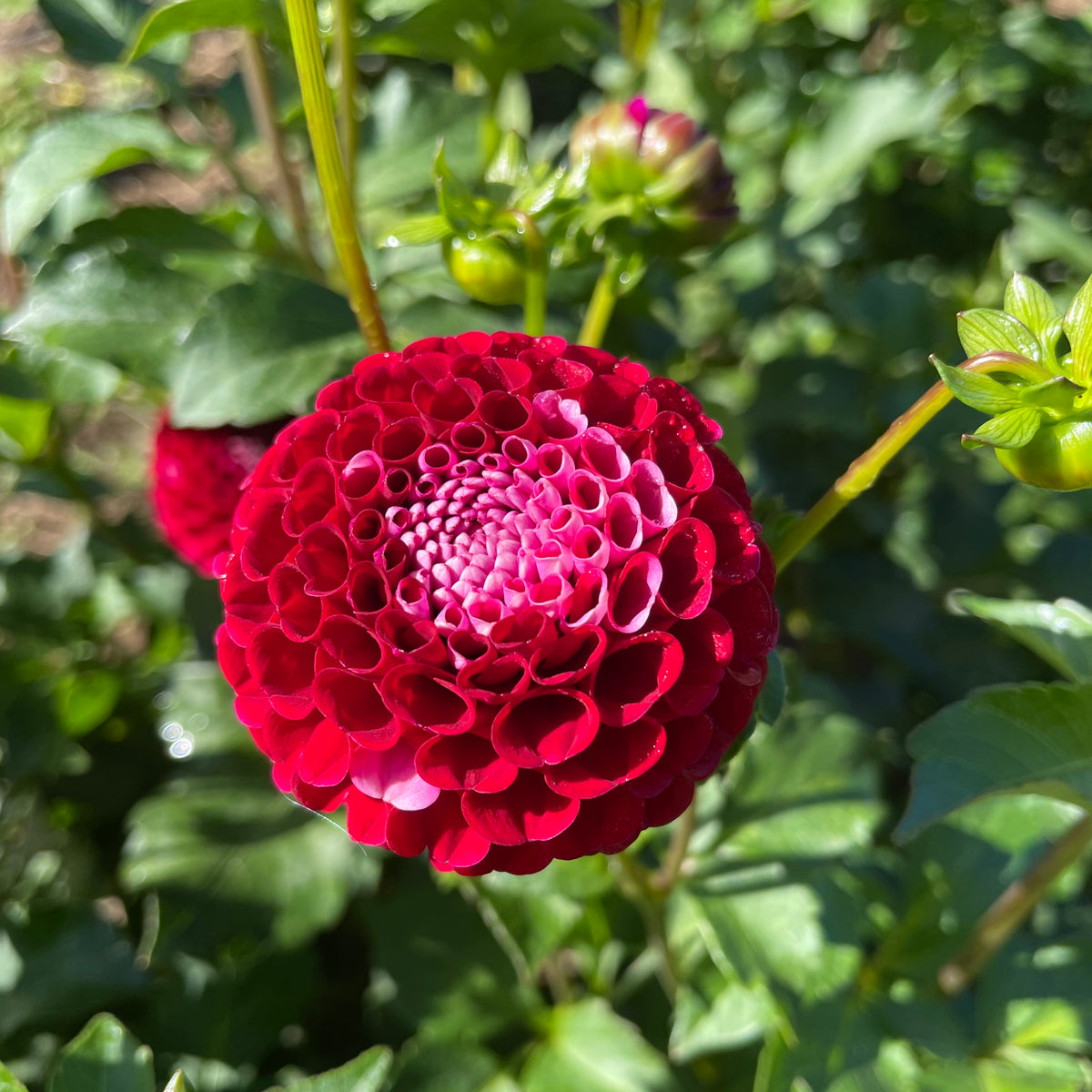 Bright yellow Chikadee Dahlia tuber from Hudson Valley Seed Co. with vibrant, healthy flower buds ready for planting.
