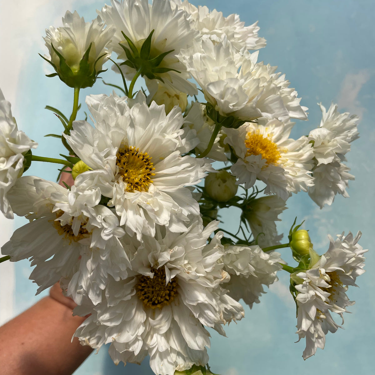 Close-up of Snowpuff Double Click Cosmos flowers in vibrant pink and white with delicate petals and green foliage.
