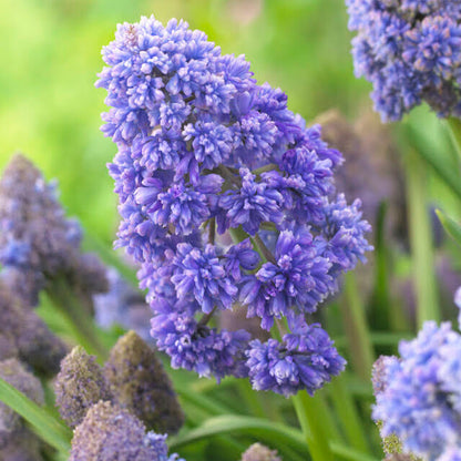 Close-up of Muscari &