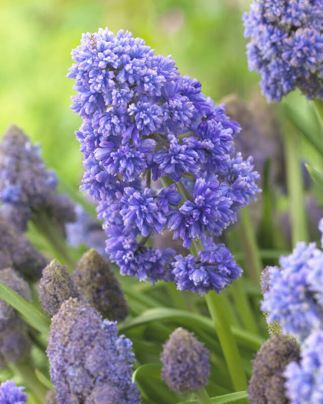 Vivid Muscari &