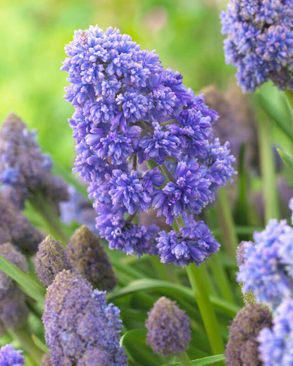 Vivid Muscari &