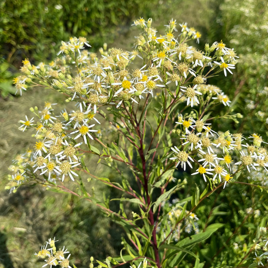 Flat-Topped Aster - PollinateHV Local Ecotype Seedling