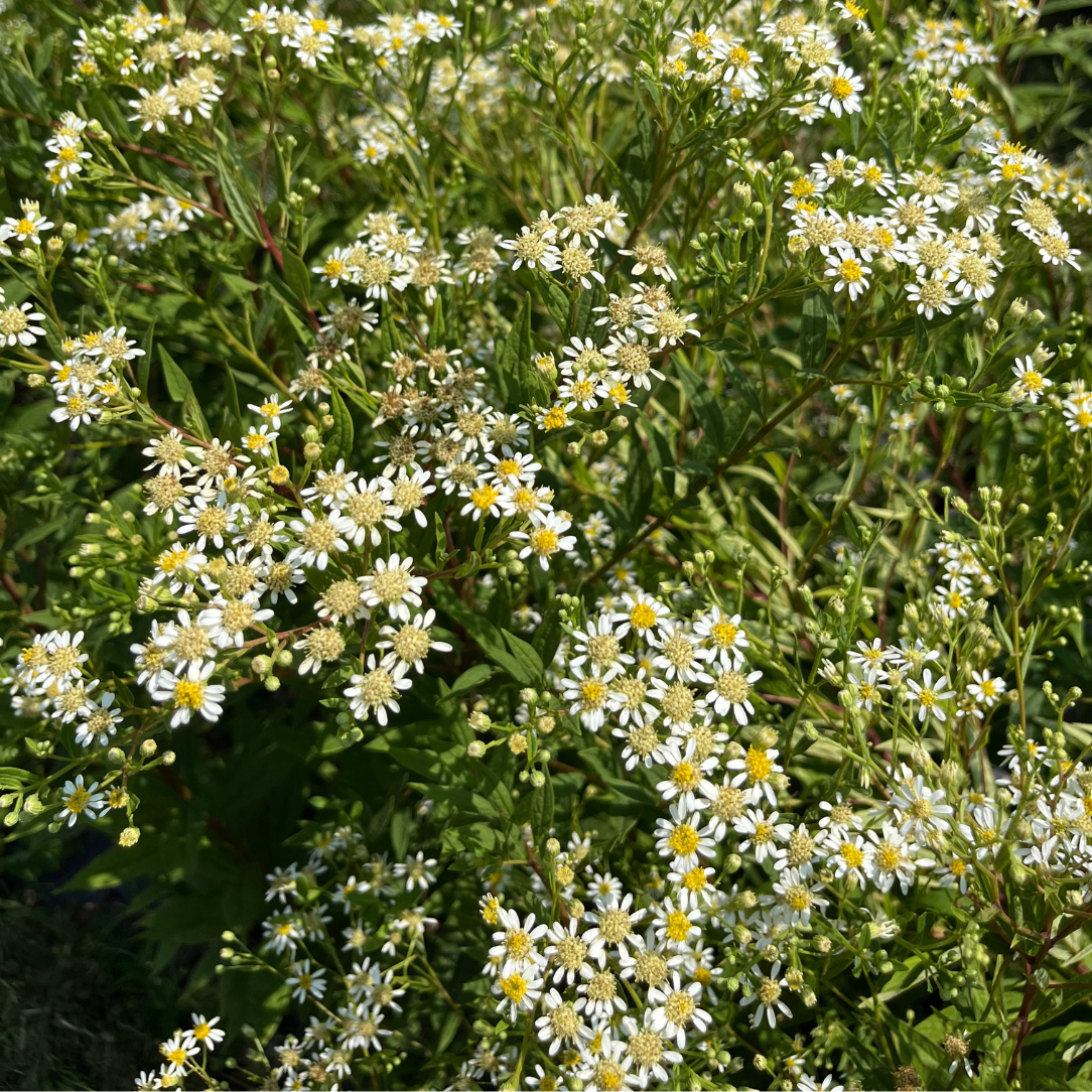 Flat-Topped Aster - PollinateHV Local Ecotype Seedling