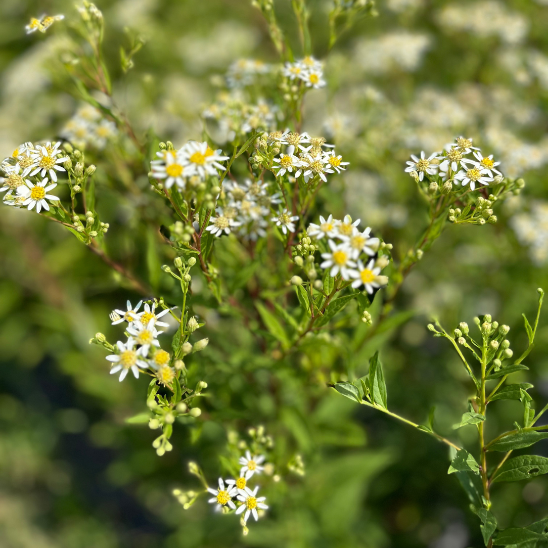 Flat-Topped Aster - PollinateHV Local Ecotype Seedling