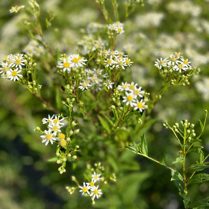 Flat-Topped Aster - PollinateHV Local Ecotype Seedling