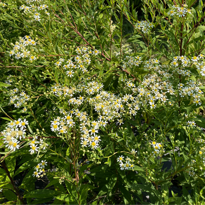 Flat-Topped Aster - PollinateHV Local Ecotype Seedling