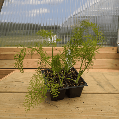 Fresh Florence fennel seedlings from Hudson Valley Seed Co. thriving in soil, ready for planting in vegetable gardens.
