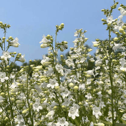 Foxglove Beardtongue - PollinateHV Local Ecotype Seedling